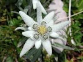 Эдельвейс Цветок Фото